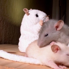 French Fry nibbles Oatmeal the rat