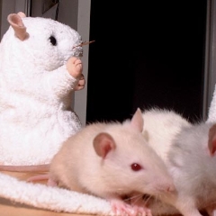 French Fry & Oatmeal were rat pals