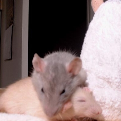 Cuddle buddy rat buddies