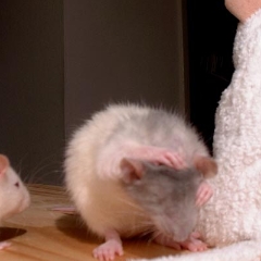French Fry the rat needs to wash her face