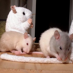 Nibble nibble