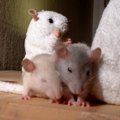 Oatmeal nudges French Fry the rat