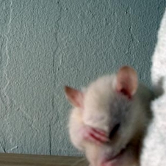 Oatmeal the rat is washing his face