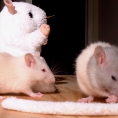 French Fry & Oatmeal were rat pals