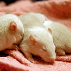 Maybe another nap, naps are important