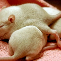 Sleeping in a pile is best