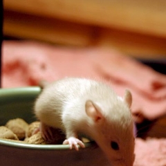 Little baby rat looking over the edge