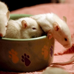 Piling into the bowl