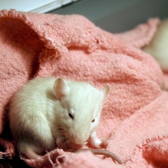 Sleepy little guy