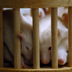 All the rats are in the playpen