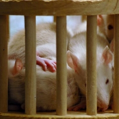 Baby rats love to play