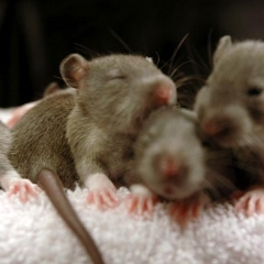 A big pile of brown rat babies
