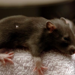 One brown baby rat clinging to the edge