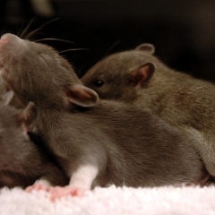 Four pals just chillaxin