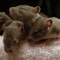 Four pals