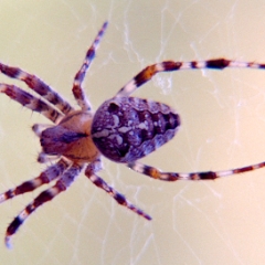Common garden spider