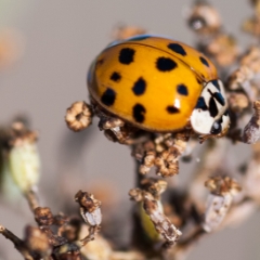 Little ladybug
