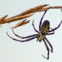 Mountain View Shoreline spider