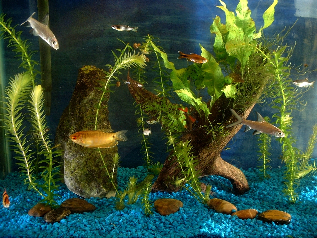 Fishies photograph. 