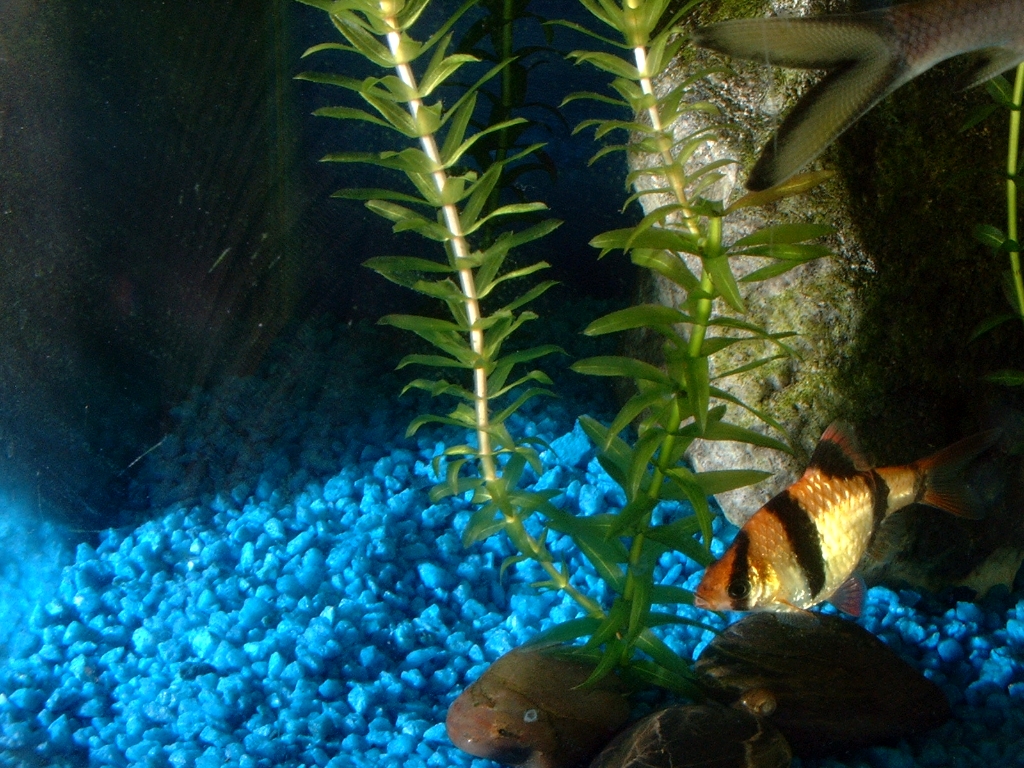 Fishies photograph. 