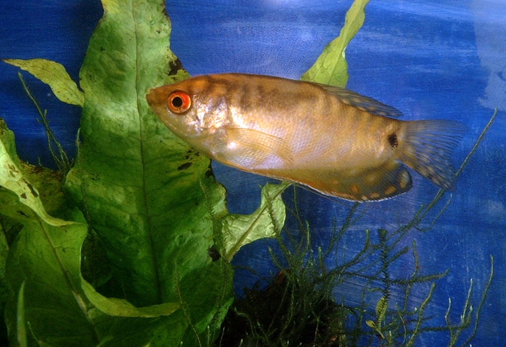 Fishies photograph. 