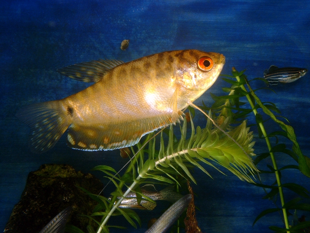 Fishies photograph. 