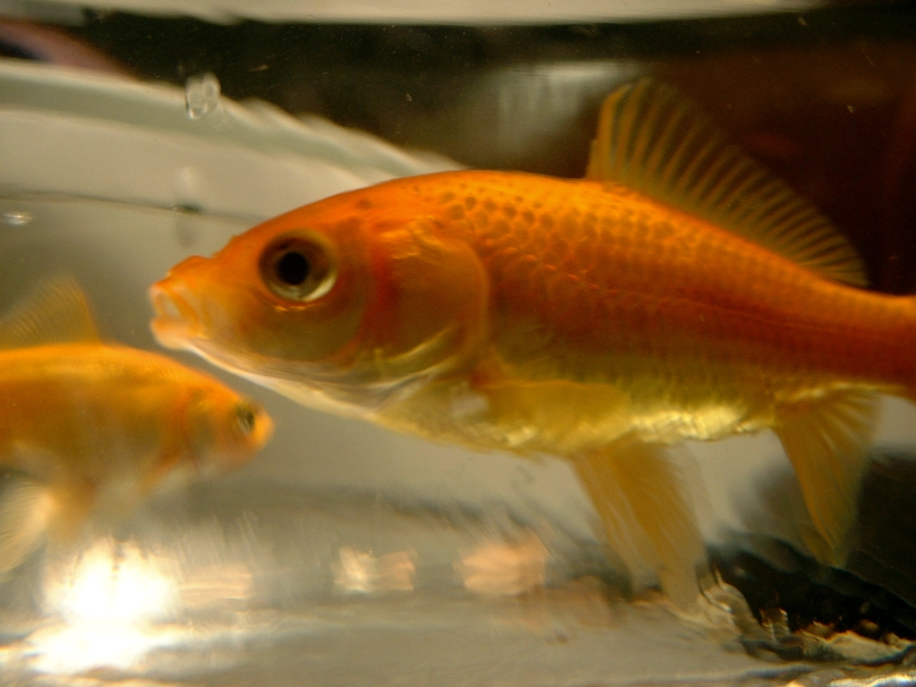 Fishies photograph. 