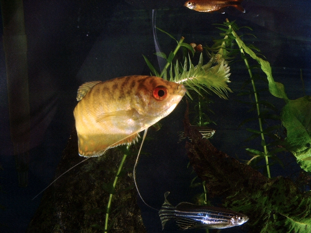 Fishies photograph. 