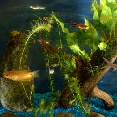 Lots of fish in the fishtank