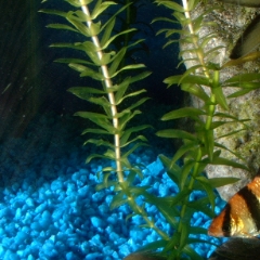Pretty striped fish