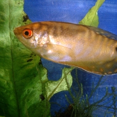 Pretty yellow fish swimming left