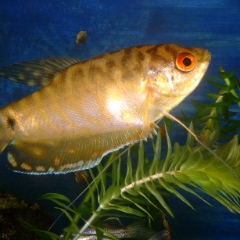 Pretty yellow fish swimming right