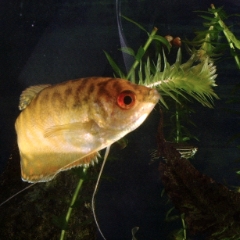 Pretty yellow fish turning around