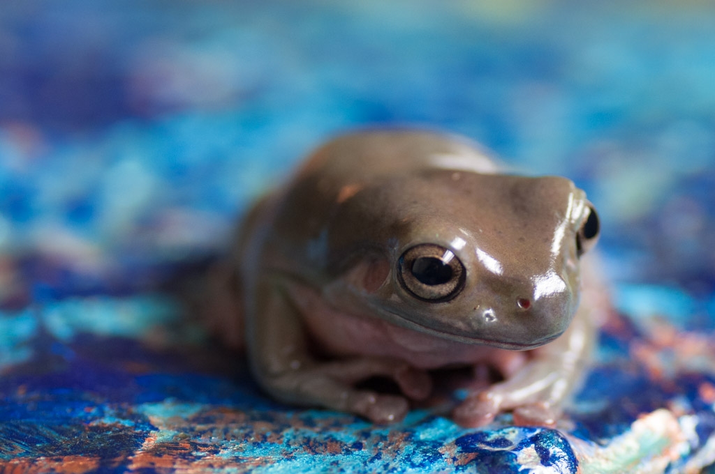 Frogs photograph. Jabba was my pet white's tree frog. He was huge, and changed colors often.