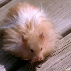 It was very brave of this hamster to be outside