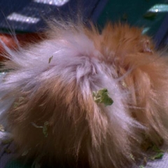 Fred the hamster had cowlicks