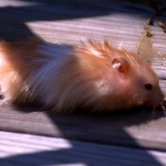 Fred is a hairy beast