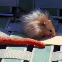Fred the hamster nibbling on a cheese