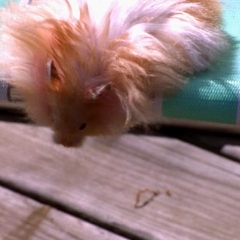 Fred the hamster peeking over the edge