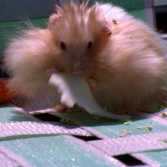 Fred enjoying more cheese