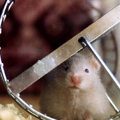 Hamster sitting on a wheel