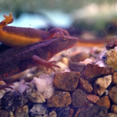 Fire Belly Newt