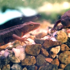 Newt buddies
