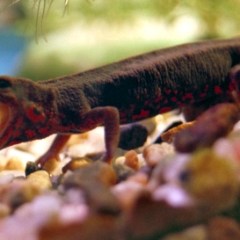 Yawning newt