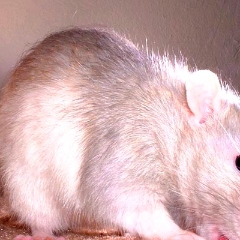 Did potato find something tasty?