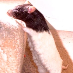 Peanut climbs the stairs