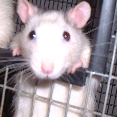 Potato looking right at you!