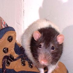 Peanut sits on my boot