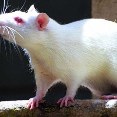 Pumpkin the rat sniffed the air