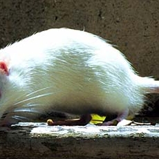 Pumpkin the rat looking down the stairs